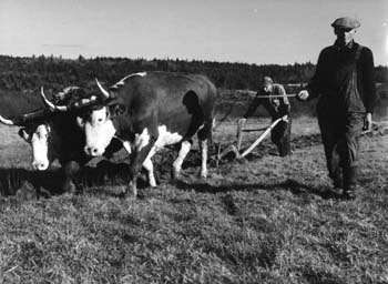L'agriculture de subsistance en Clare : Pierre Boudreau et son fils Léger