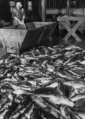 La poissonerie de L. H. Comeau et fils au Cap Sainte-Marie